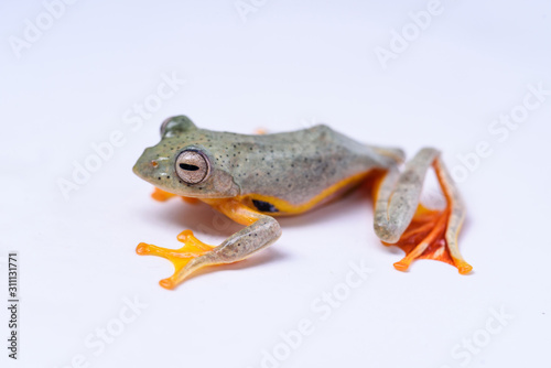 Rhacophorus bipunctatus (Double-spotted Red-webbed Tree Frog, Double-spotted Treefrog, Himalaya Flying Frog, Orange-webbed Tree Frog, Twin-spotted Bushfrog, Twin-spotted Tree Frog)