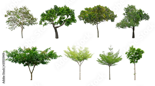 Set of green leaves trees collection isolated on white background  die cut with clipping path