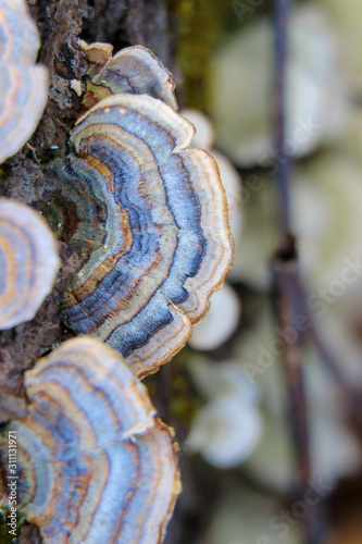 Close up of a blue turkey tail mushroom (Trametes veriscolor) photo