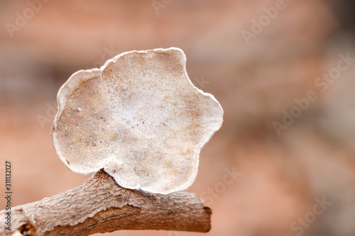 Bilde på lerret White polypore (Trametes sp.) mushroom growing on a stick