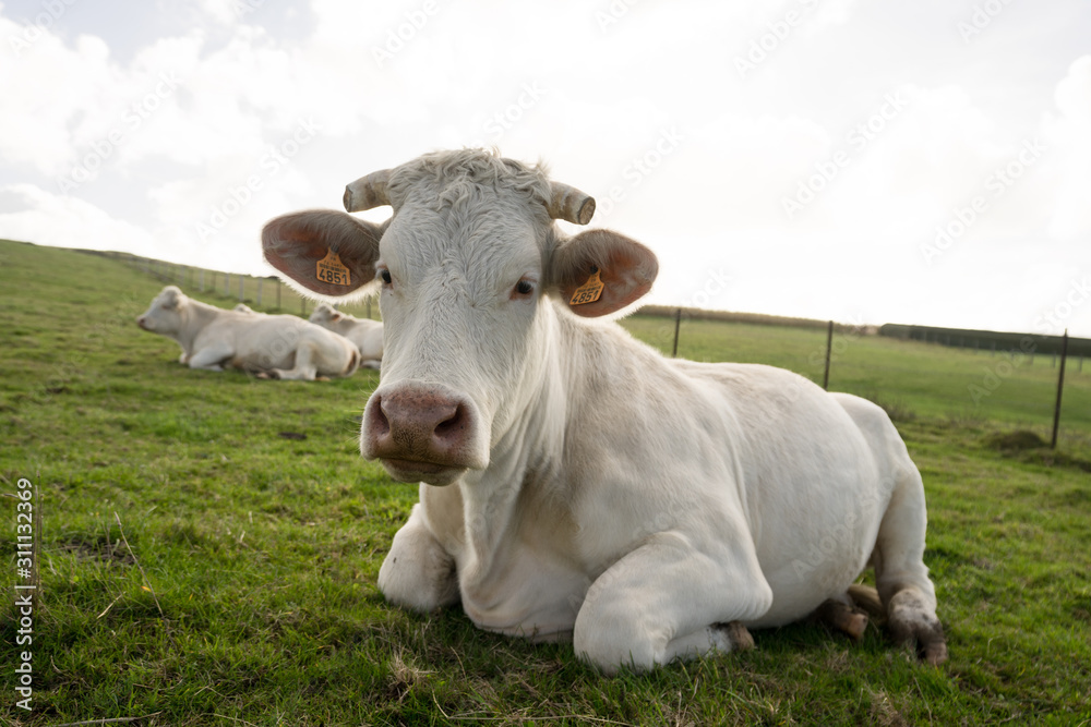 Portrait of the white cow on the green meadow in France Normandy. Animal lies on the grass land and enjoys the warm Indian summer day. Her horns are cot shorter.
