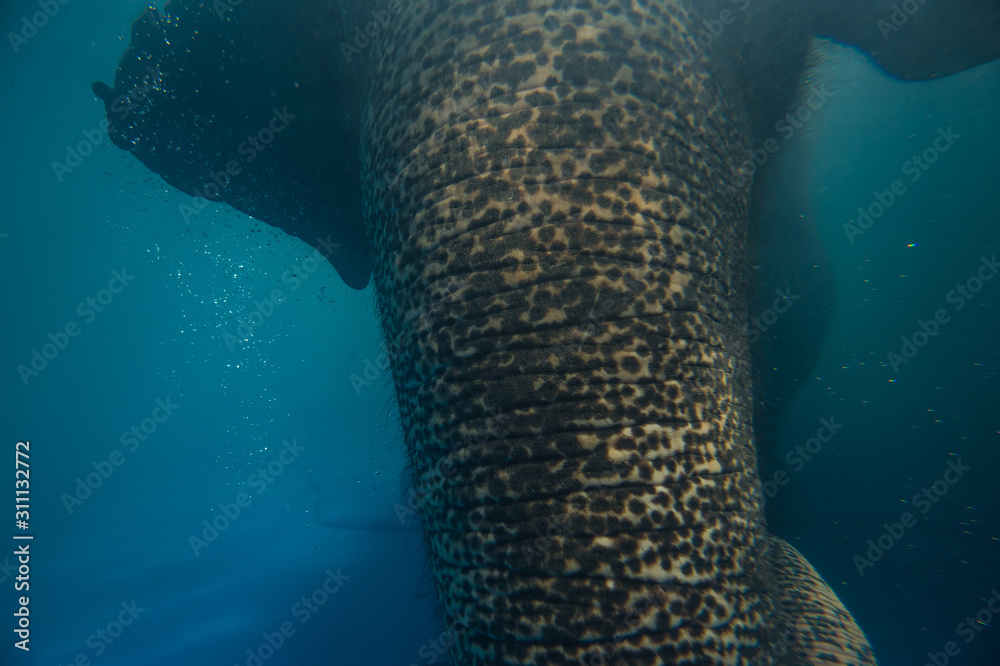 Fototapeta premium asian elephant enjoying the waters of the big swimming pool