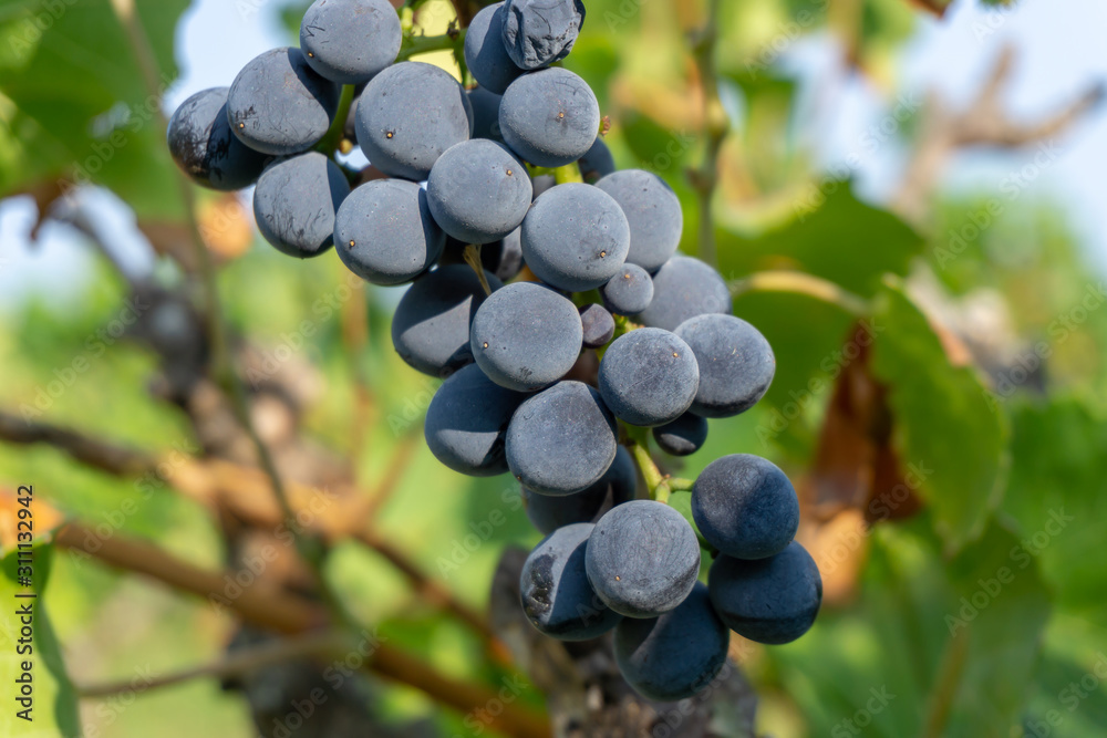 Bunch of fresh dark black ripe grape on green leaves under soft sunlight at the havest season, planting in the organic viticulture vineyard farm to produce the red wine