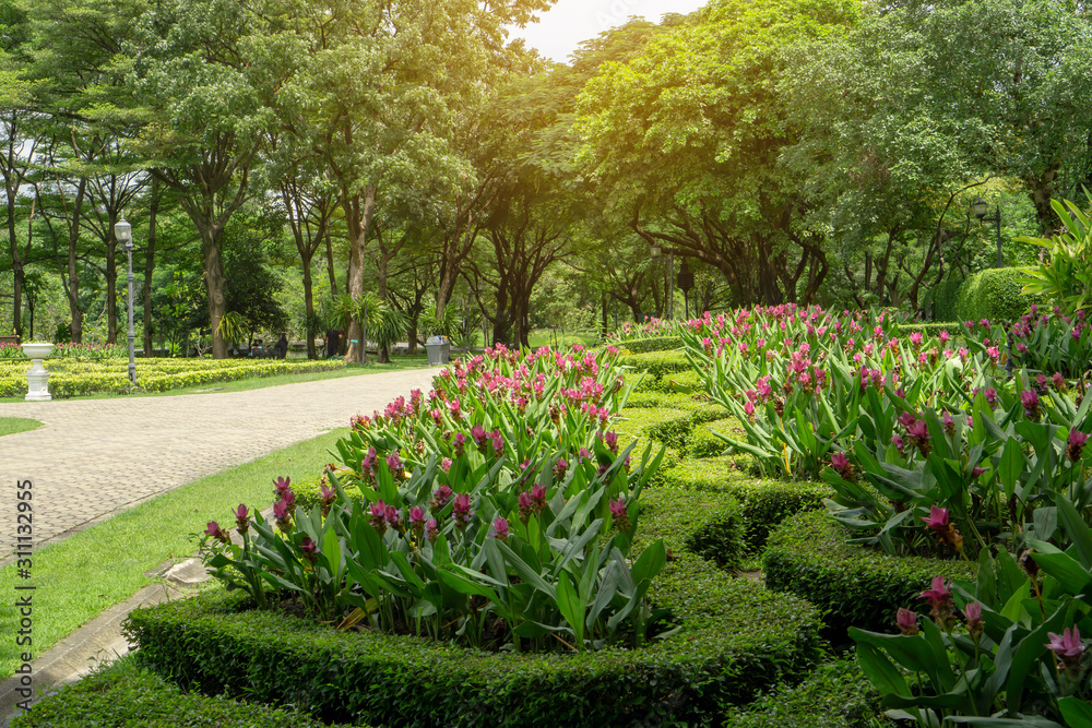  English garden style,  colorful flowering plant blooming in a green leaf of Philippine tea plant border on big trees background under soft sunshine in good care landscaping public park