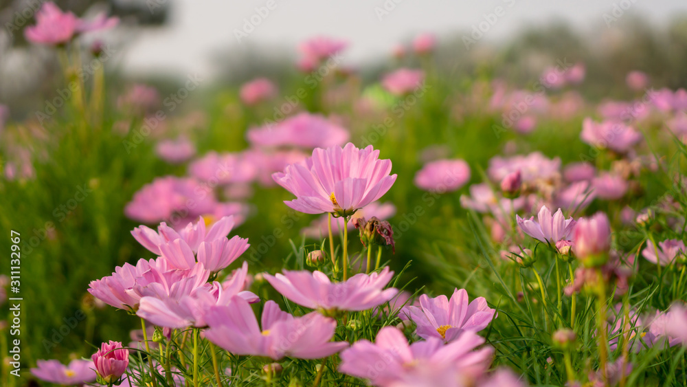 Field of pretty pink petals of Cosmos flowers blooming on green leaves, small bud in a park , blurred background Field of pretty pink petals of Cosmos flowers blooming on green leaves, small bud in a park , blurred background