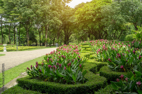  English garden style   colorful flowering plant blooming in a green leaf of Philippine tea plant border on big trees background under soft sunshine in good care landscaping public park