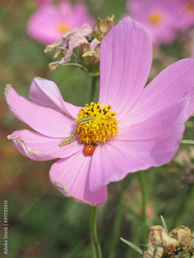Worms and ladybugs are all like flowers. Worms and ladybugs are all like flowers.