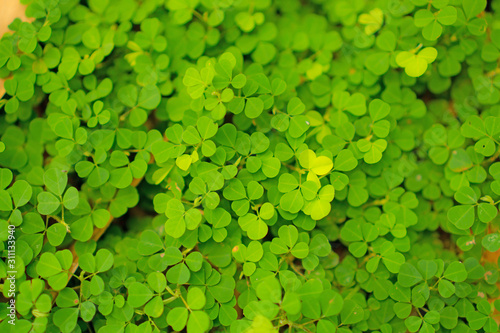 Fresh pretty petite green leaves of greenery groundcover plant , closeup photo