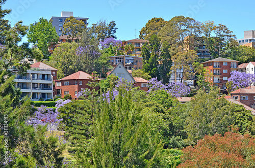 Typical historical Australian building with flowering jacaranda tree at the foreground photo