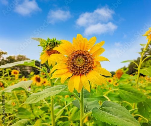 A field of sunflower blossom in a garden  the yellow petals of flower head spread up and blooming above green leaves trees background under vivid blue sky and white fluffy clouds