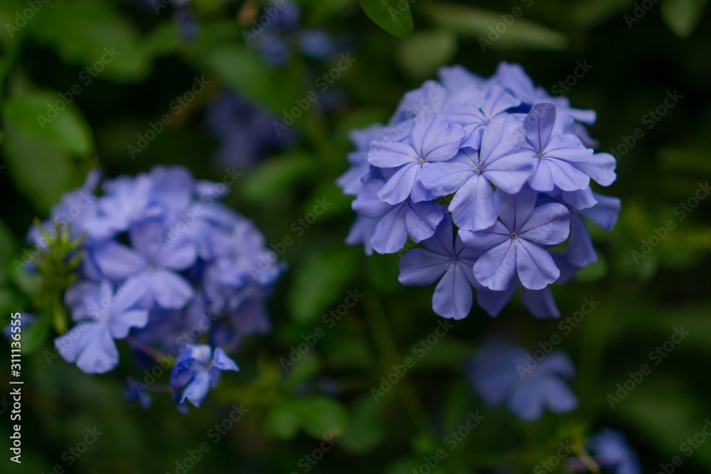 Bunch of blue tiny petals of Cape leadwort blooming on greenery leaves and blurry background, know as white plumbago or sky flower
