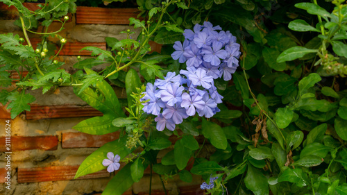 Obraz na plátně Bunch of blue tiny petals of Cape leadwort blooming on greenery leaves and brown