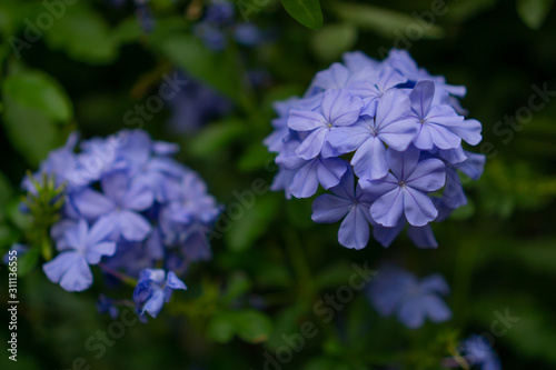 Bunch of blue tiny petals of Cape leadwort blooming on greenery leaves and blurry background  know as white plumbago or sky flower