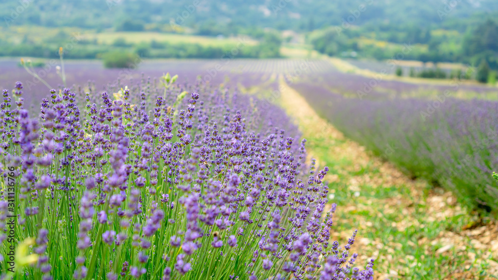 Naklejka premium Beautiful purple petals of Lavender flower blooming in row at a field, moutain on background
