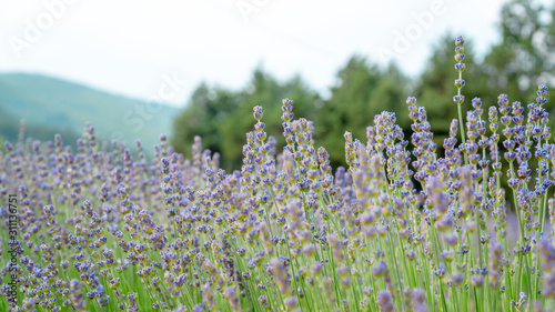 Beautiful purple petals of Lavender flower blooming in row at a field, moutain on background