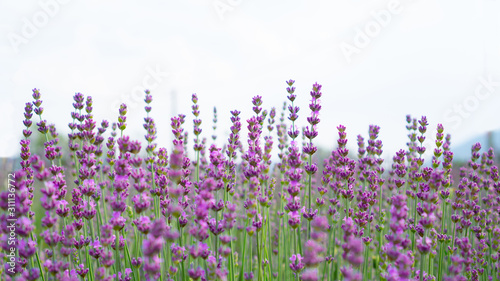 Beautiful purple petals of Lavender flower blossom in row at a field, moutain on background, selective focus and closeup photo