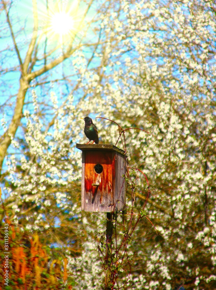 star nistkasten garten im frühling star nistkasten garten im frühling