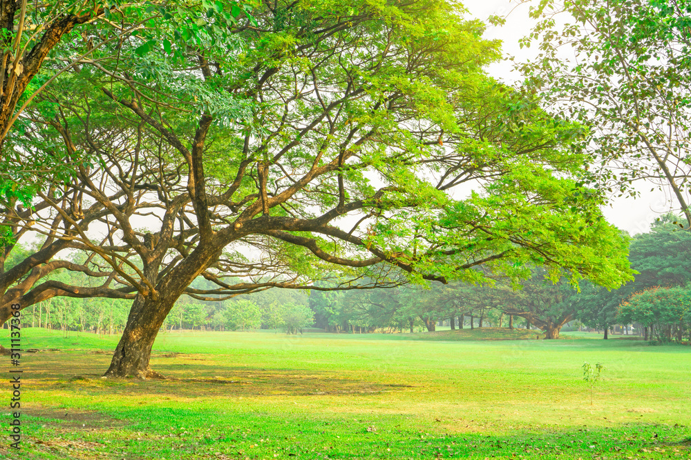 The green leaves branches of big Rain tree covering on green grass lawn under cloudy sky, plenty of trees on background in the publick park The green leaves branches of big Rain tree covering on green grass lawn under cloudy sky, plenty of trees on background in the publick park