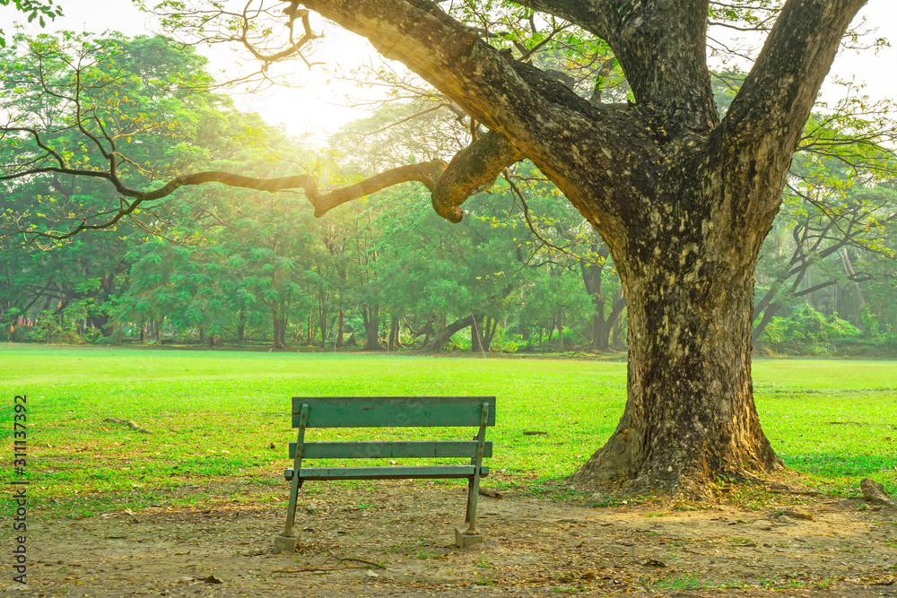 A wooden bench under big green leavea branches of Rain tree and sunshine morning beside fresh green grass lawn yard, plenty trees on backgroune in beautiful garden and good care landscapes