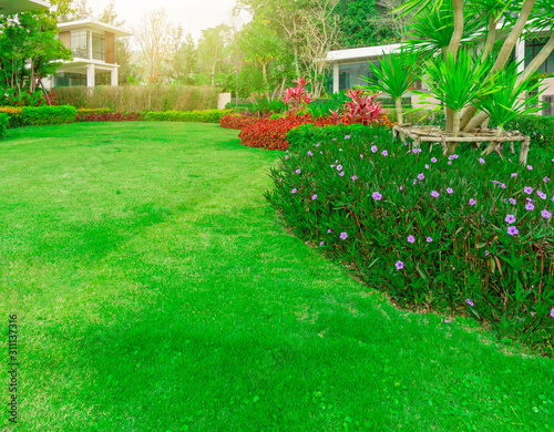 Fresh green Burmuda grass smooth lawn with curve form of bush, trees on the background, good maintenance landscapes in house's garden under morning sunlight