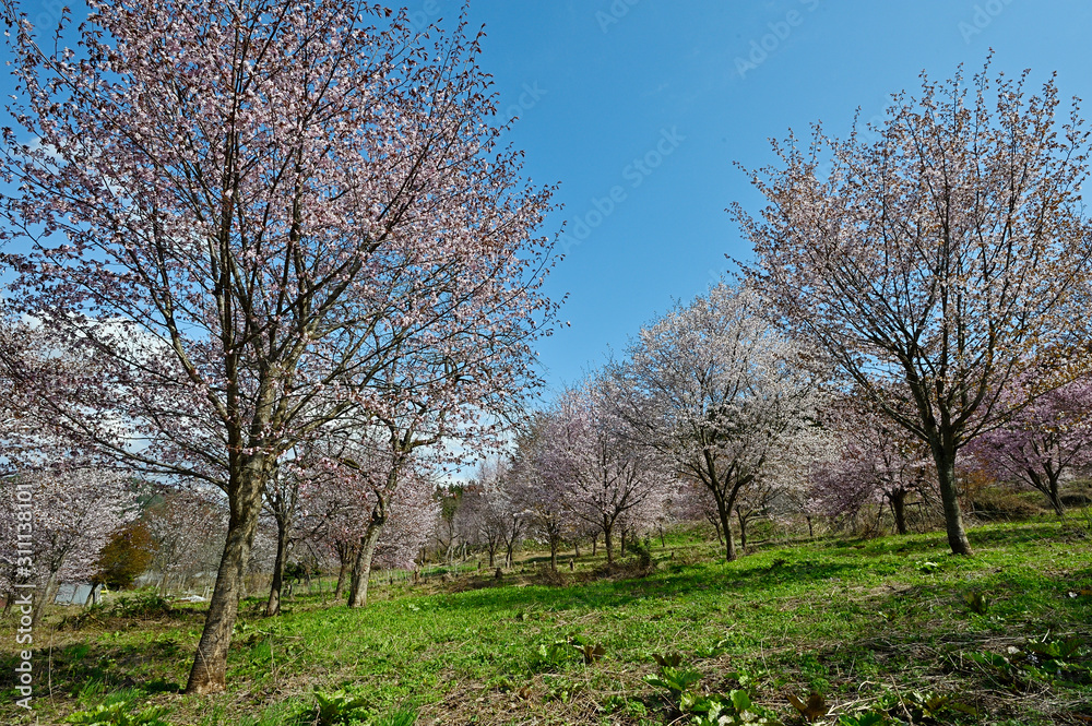 大山桜が群集する風景は桜原郷