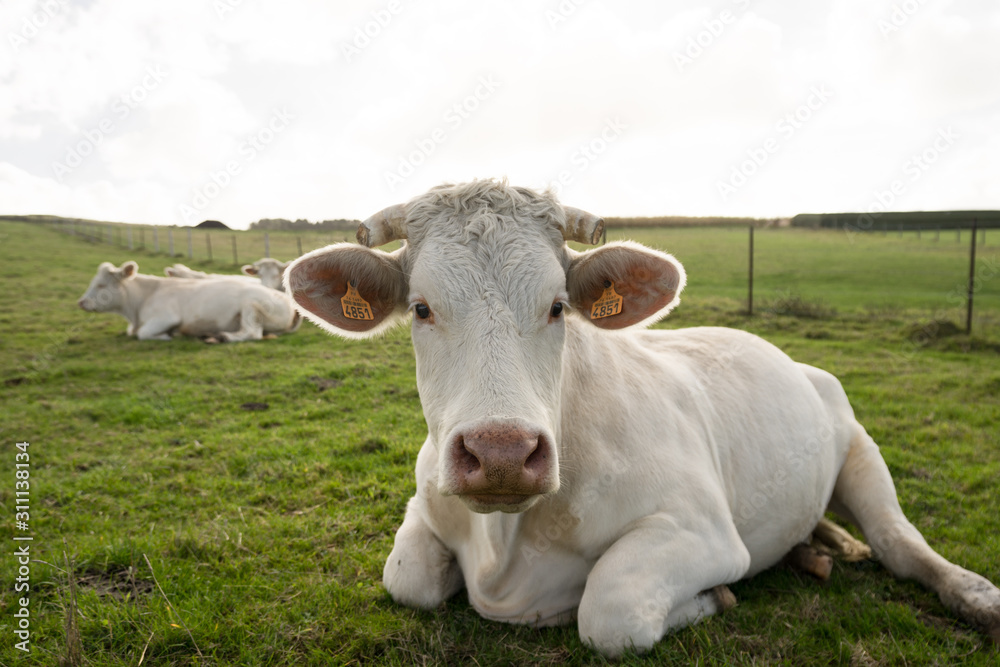 Portrait of the white cow on the green meadow in France Normandy. Animal lies on the grass land and enjoys the warm Indian summer day. Her horns are cot shorter. Portrait of the white cow on the green meadow in France Normandy. Animal lies on the grass land and enjoys the warm Indian summer day. Her horns are cot shorter.