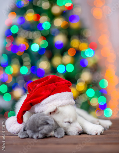 White siberian husky wearing a red santa hat hugs sleepy baby kitten on a background of the Christmas tree. Empty space for text