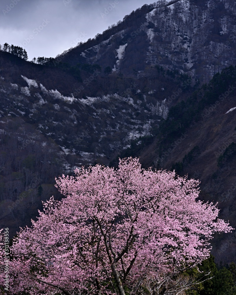 残雪が残る山と大山桜