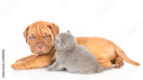Fototapeta Naklejka Na Ścianę i Meble -  Mastiff puppy lies with gray kitten in profile. isolated on white background