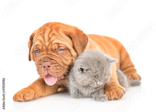 Fototapeta Naklejka Na Ścianę i Meble -  Mastiff puppy hugs sleepy kitten. isolated on white background