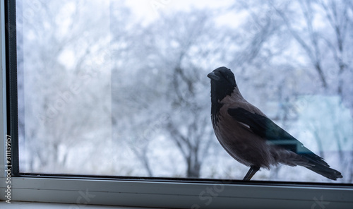 The crow outside the window looks inside photo