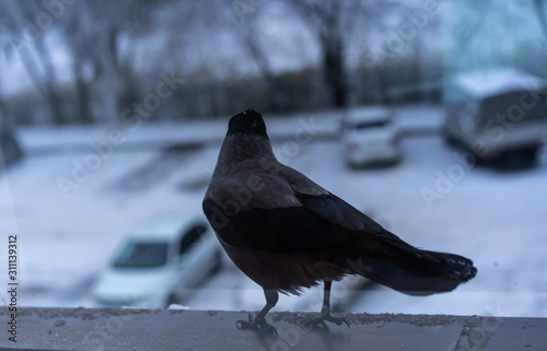 Crow eating outside the window in winter photo