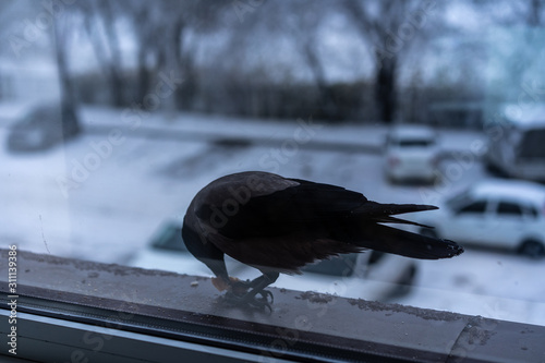 Crow eating outside the window in winter photo