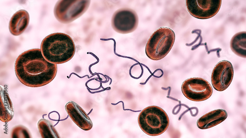 Borrelia bacteria in blood, 3D illustration. The causative agent of Lyme disease and relapsing fever photo