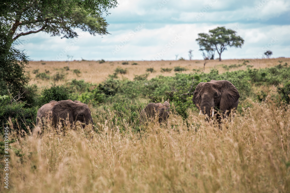 Elephants graze in the tall grass of the African Savannah