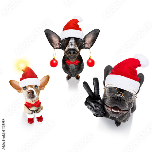 group  team row of dogs on christmas holidays © Javier brosch