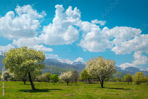 Admirable spring alpine landscape with blossoming orchard and snowy mountains