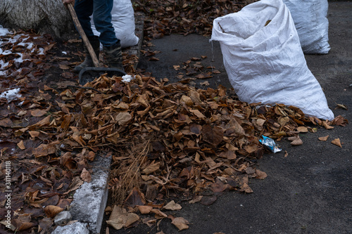 Harvesting leaves from the yard