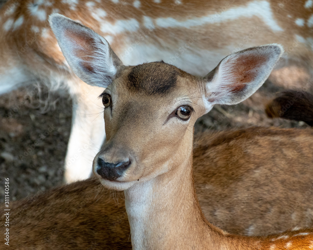 Fallow Deer Head Portrait Fallow Deer Head Portrait