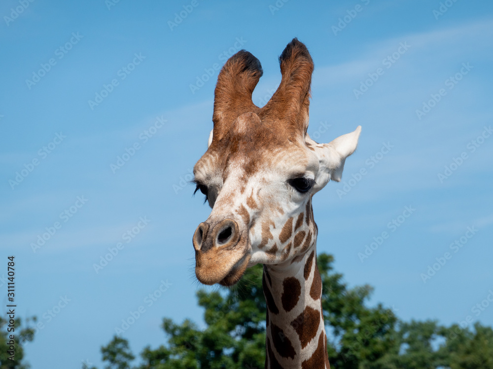 Naklejka premium Giraffe Head Portrait
