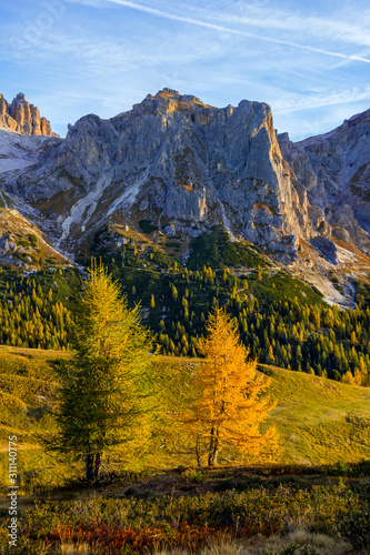 Green and yellow larch trees at the foot of Dolomites mountain in autunm season, South Tirol, Italy
