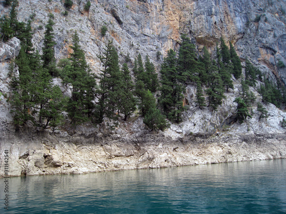 custom made wallpaper toronto digitalpine trees on the side of a mountain