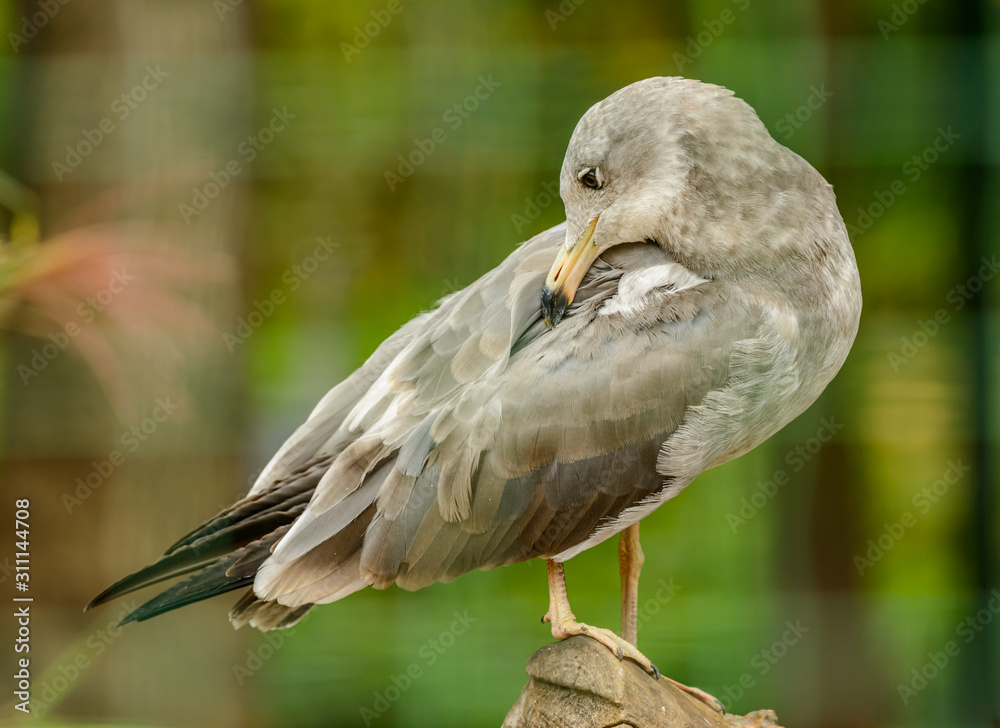 Obraz premium grey seagull sitting on top of cut off branch checking feathers on back