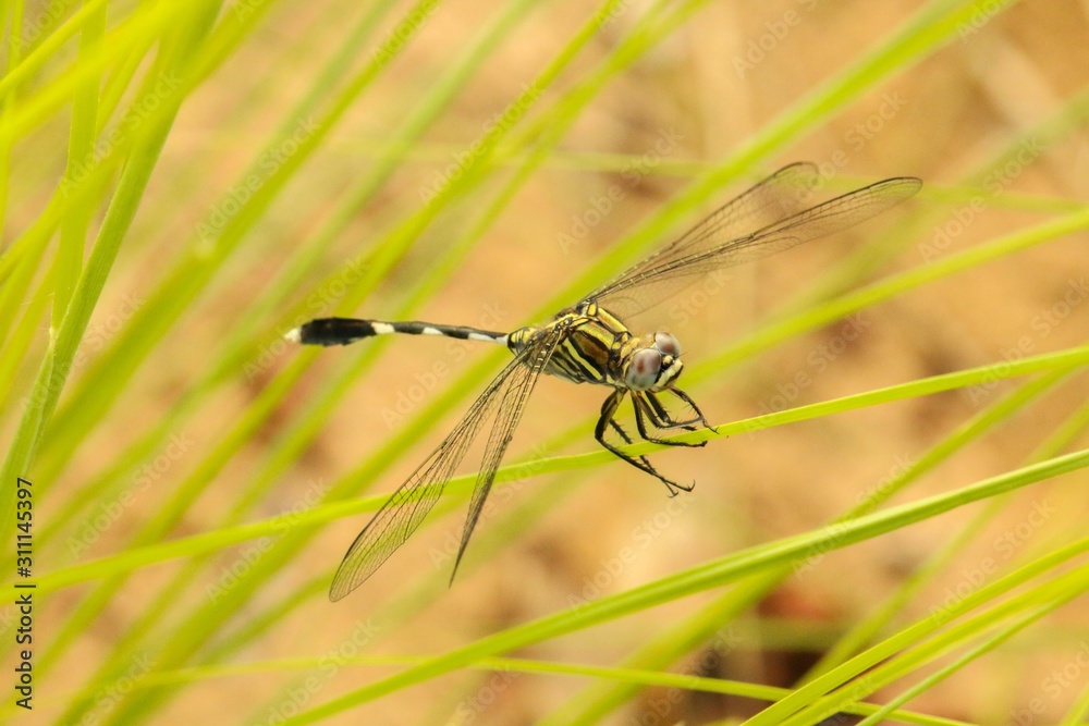 Dragonfly on leaf Dragonfly on leaf