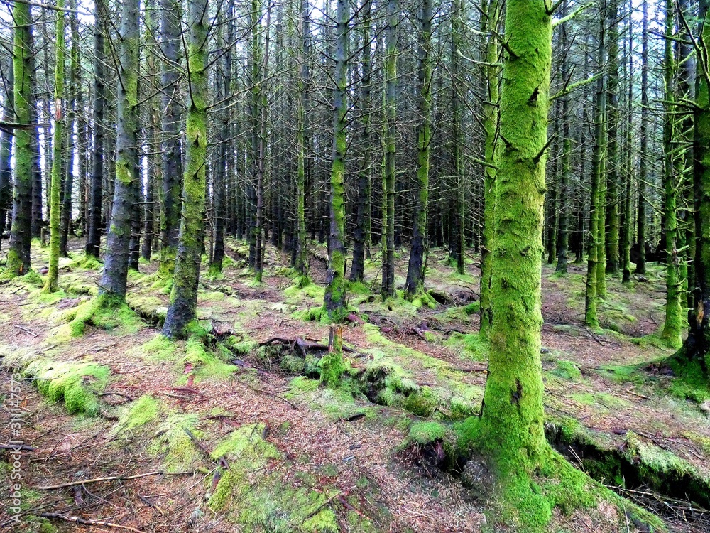 Obraz premium Scotland woods