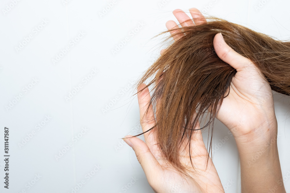 Fototapeta premium Close up hand holding wet brown damaged hairs in white bathroom