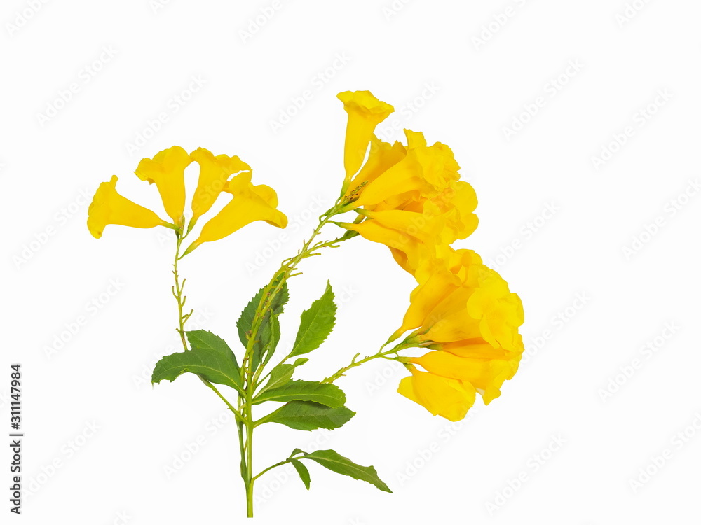 Yellow elder deals