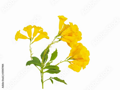 Yellow elder flower or Yellow bells (Tecoma stans) blossom on green branch isolated on white background, common names include yellow trumpetbush and ginger-thomas.