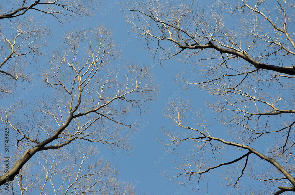 looking up at branches of trees against blue sky