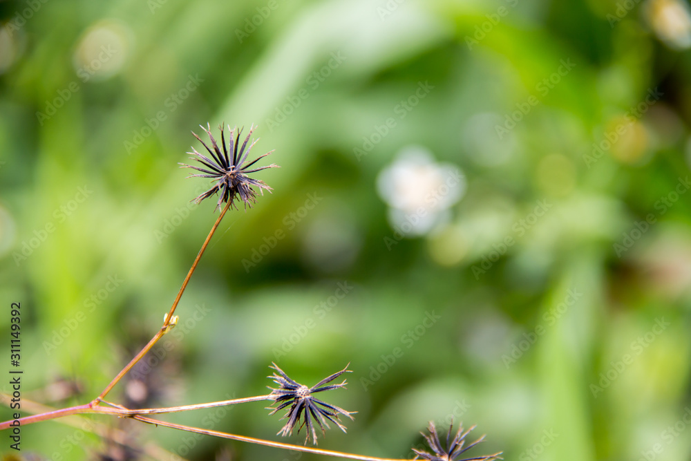 Fototapeta premium Beautiful blooming mini flowers in the garden with blurry background